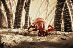 Kill Dust Mites